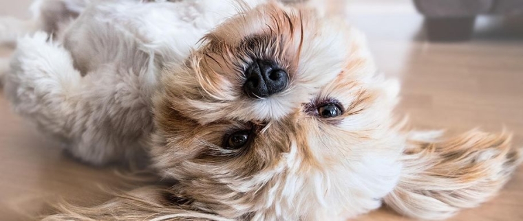 Assurance pour chien